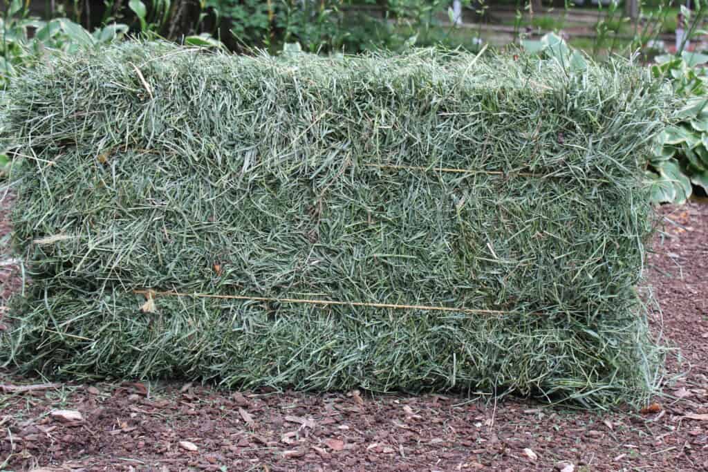 Customer feedback 2 Alfalfa Orchard Grass