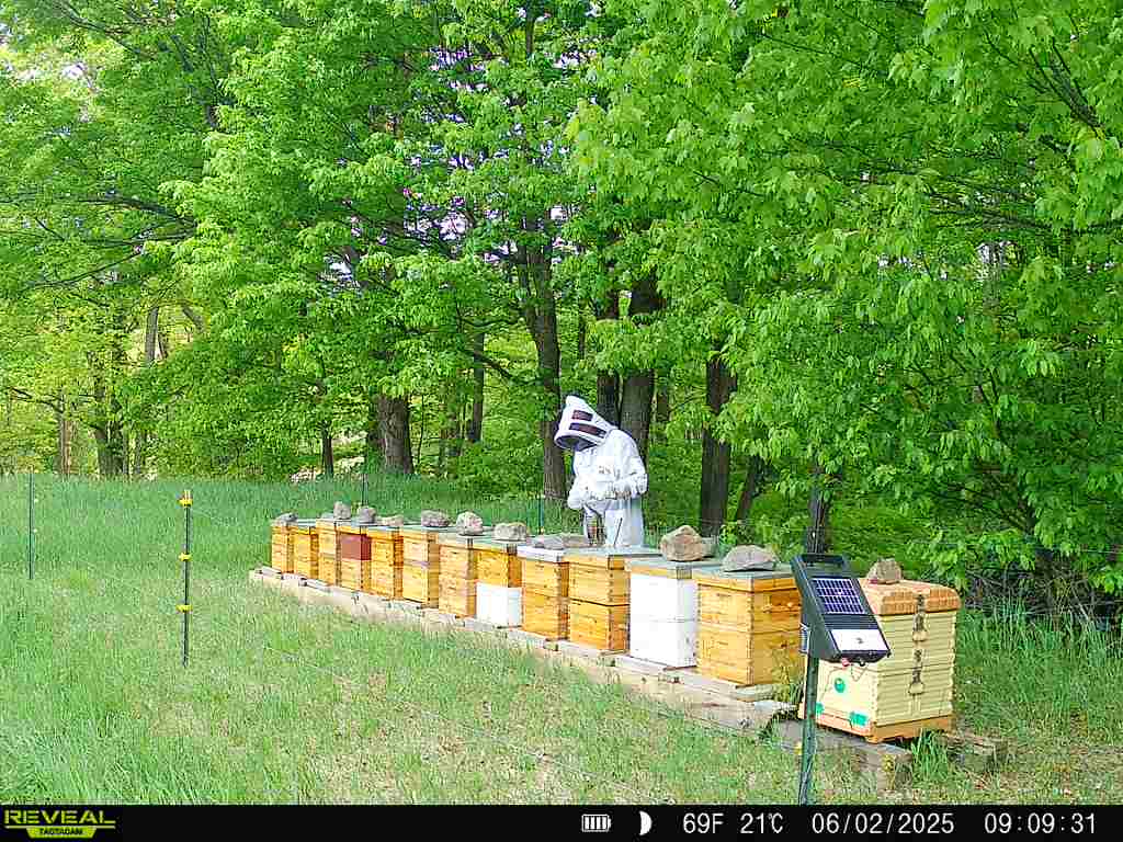 Apiary